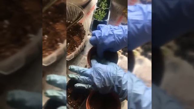 Пересадка колеуса