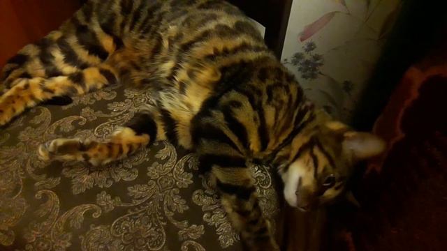 БЕНГАЛЬСКАЯ КОШКА ПОЛУЧИЛА ПРИВИВКУ, ДАЛЬНЕВОСТОЧНЫЙ КОТ СКУЧАЕТ