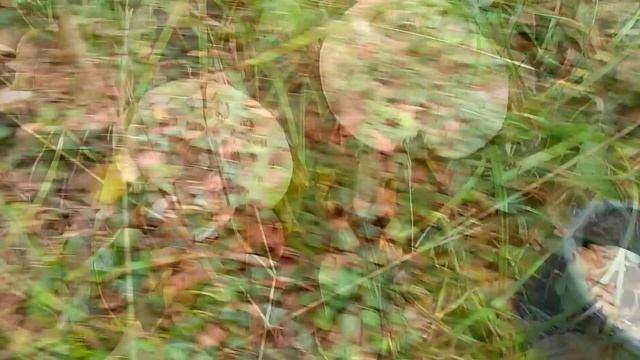 Появились Белые. Грибы в Сочи, Горное Лоо.