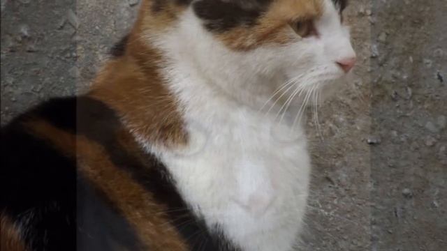 Fujifilm Finepix S2980 Test Shots