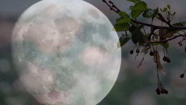 Nikon Coolpix P520 фото