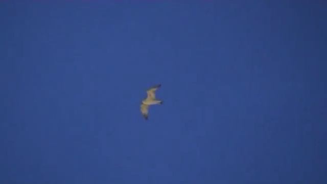 Istanbul Sultan Bayazid II Mosque In The Evening Part II