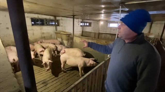 Собственная ферма по выращиванию свинины. Гаус Алексей
