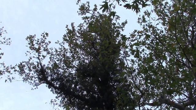 ПЛЮЩ ЗАВОЕВАТЕЛЬ!  ГРЕЦИЯ.