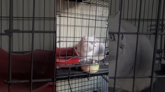 Максик ищет своё счастье