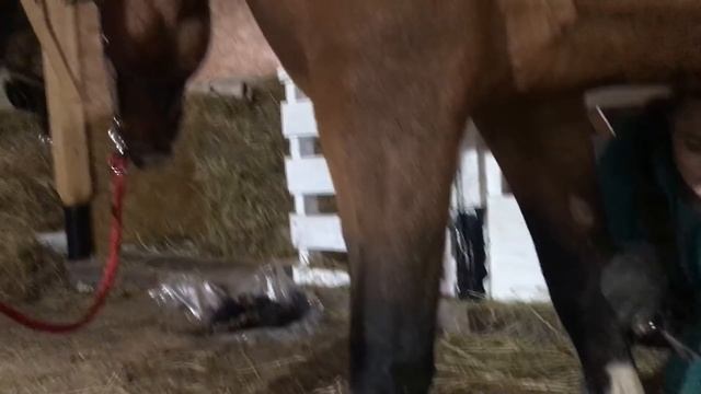 Это уже не возможно терпеть, отрезала лошадям гриву. Жизнь в деревне