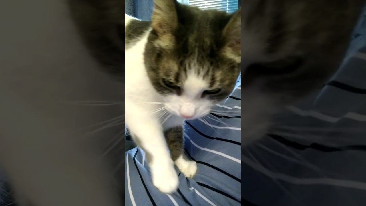 Личные массажисты  #кошка #cat #gato #katze #chat #kedi #猫 #고양이 #貓 #массаж