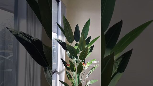Huge Bird Of Paradise Plant