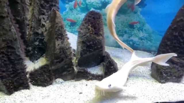 Осётр Альбинос