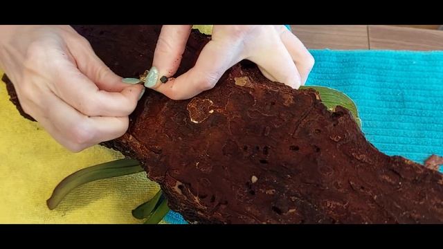 Посадка орхидеи на блок  мой первый опыт