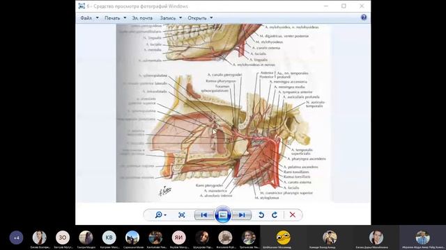 Анатомия головы и шеи - лекция 14
