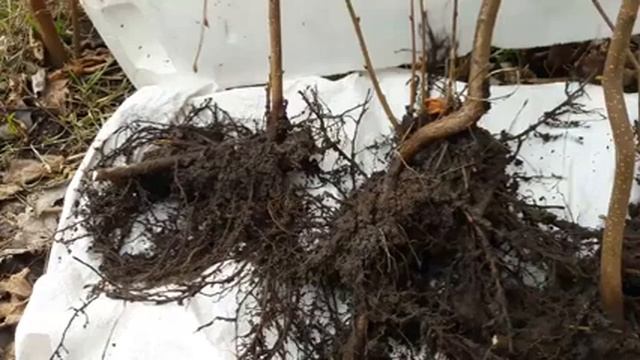 Саженцы фундука Трапезунд весна 2021