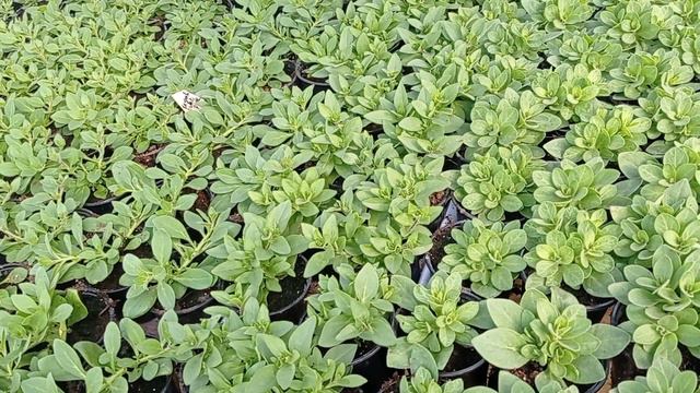 Мне всё равно,что Вы отпишитесь,но вам так врут !