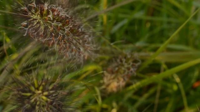 Pennisetum Red Head