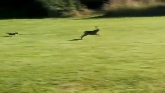 Горностай Vs Кролика|Горностай Атакует Кролика