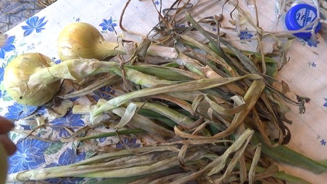 Лук убран с гряд,как мы его сушим.