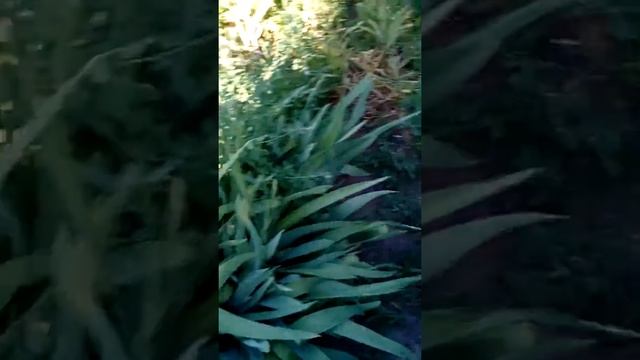 Домашние цветы