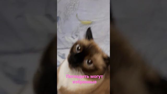 #cat #тайская #cute #кот #рекомендации #отдых #игра #comment