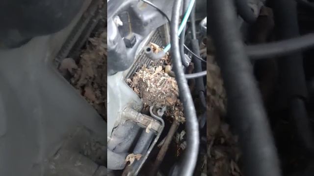 Дай-Ву: Автомобиль-шоу