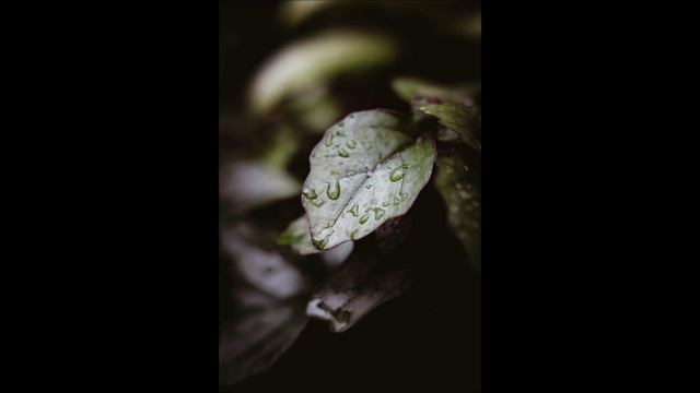 Wagner: Wesendonck-Lieder, WWV 91 | Anna Litvin, Mezzo-soprano