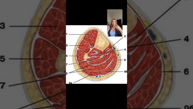 Лекция о лимфе