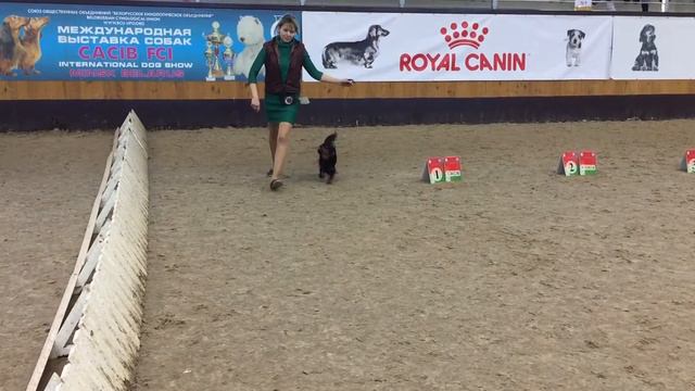 CACIB Минск 2018