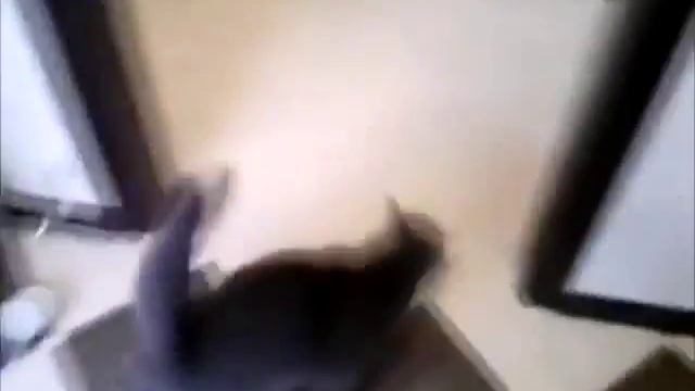 Кот ворует сигареты