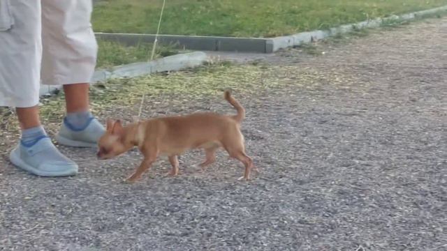 Чишка на тропе