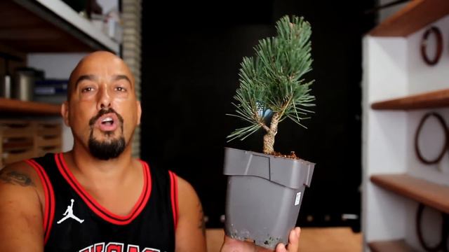 Joyitas Gardenias Y Kotobukis 25€ - Flipas