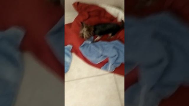 Я не Тузик, а грелка пройденный этап!!! 😎