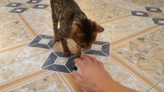 Котопес Бася бенгал. #бенгал# #кошкасобака#  #котопес# #bengal#