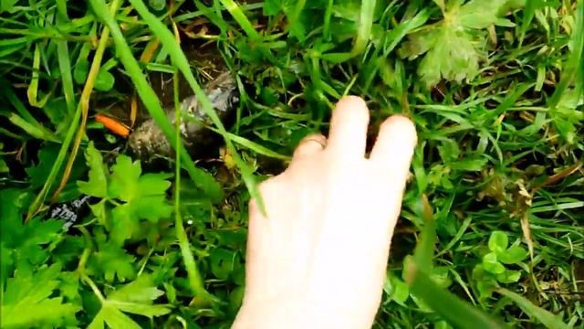 Сборник рыбалки, карасей