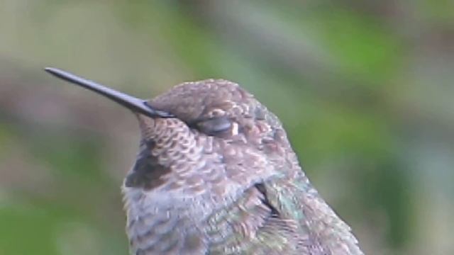 Canon SX50 HS Zoom Test #4