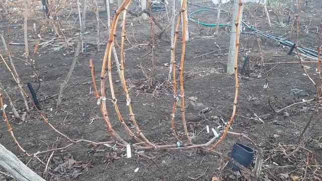 Какая разница между осенней и весенней обрезкой винограда ( важное дополнение )