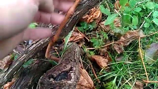 Виноград Кишмиш 342.Этот метод ускоряет вызревание лозы.