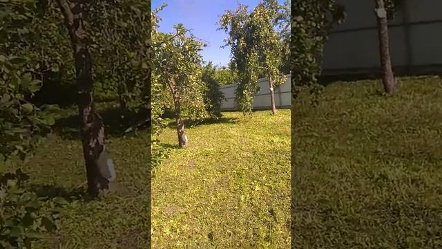 VID 20190728 154808 Участок  в Подмосковье