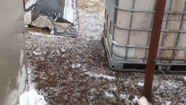 виноградник в теплице 1декабря 2017( продолжение)