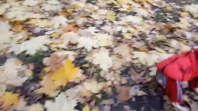 АГТ щенок Вуднвэй Уиллис 3 месяца