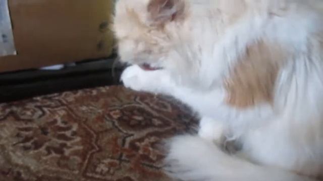 Про нашу персидскую кошку.