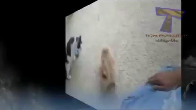 Кошки играют с собаками!Cats playing with dogs