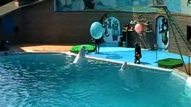 Сочи 2012. Дельфинарий,2-я часть.