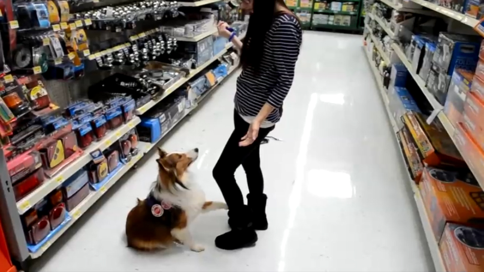 Котик Котикович