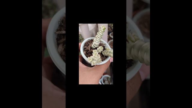 #short Crassula Marnieriana Variegada ❤️❤️❤️