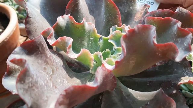 Replante De SUCULENTAS-echevéria Zorro E Outras