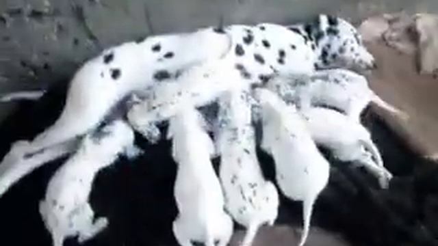 Голодные щенки далматина