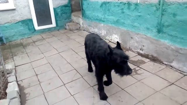 п-к Роман-Кош.Роман-Кош Евридика 13 год. с тряпкой, РК Моррис 10 год.  Двор и Цирцея в стае. 5 мес.
