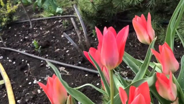 Весна 2022, ВТОРАЯ волна тюльпанов в моем саду