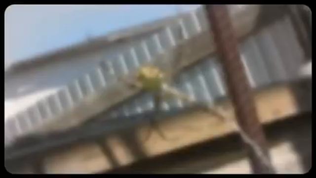 Гигантский аргиопа оса паук в Казахстане