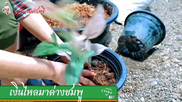 ดูเคล็ดลับการปลูกว่านเงินไหลมาด่างชมพูขึ้นหลักเฟรมแบบมืออาชีพ#Syngonium Podophyllum Pink Splash