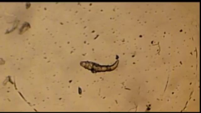 Демодекс  Ветеринарная клиника 'Айболит' г.Евпатория